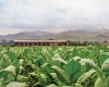 Nicaragua farm